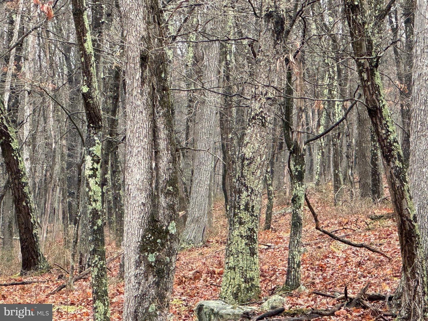 Tract 1: 191+- Acres Cooks Mill Rd Property Photo 61