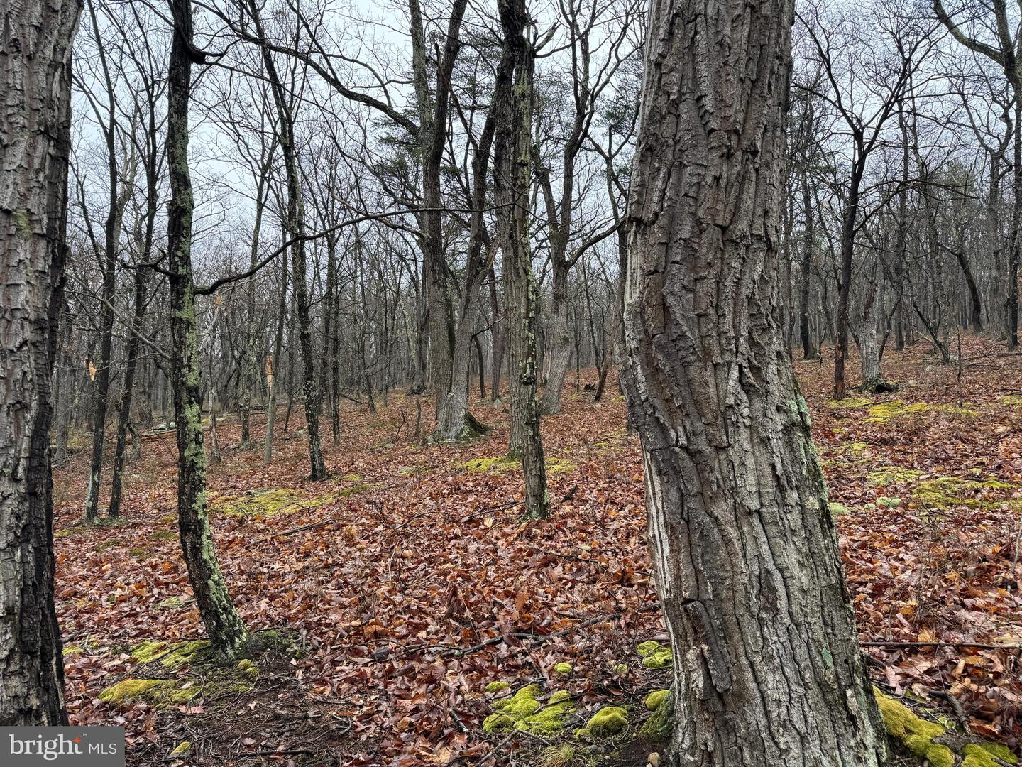 Tract 1: 191+- Acres Cooks Mill Rd Property Photo 62