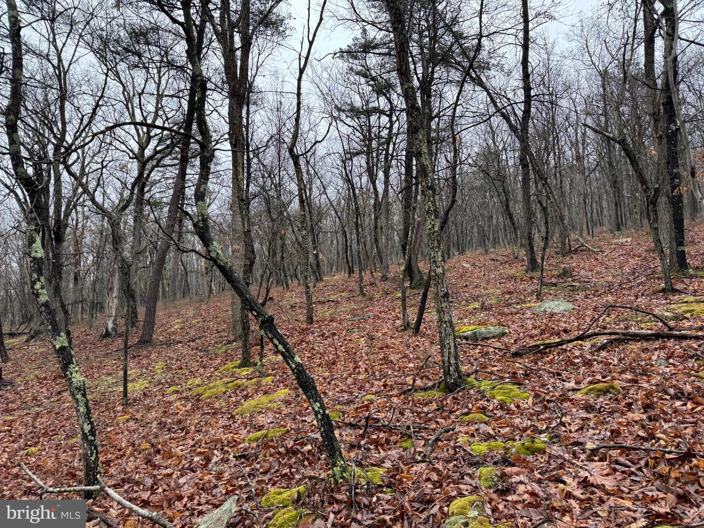 Tract 1: 191+- Acres Cooks Mill Rd Property Photo 64