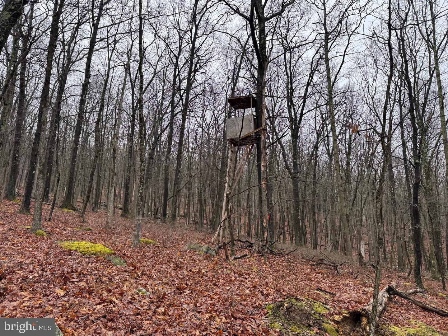 Tract 1: 191+- Acres Cooks Mill Rd Property Photo 65