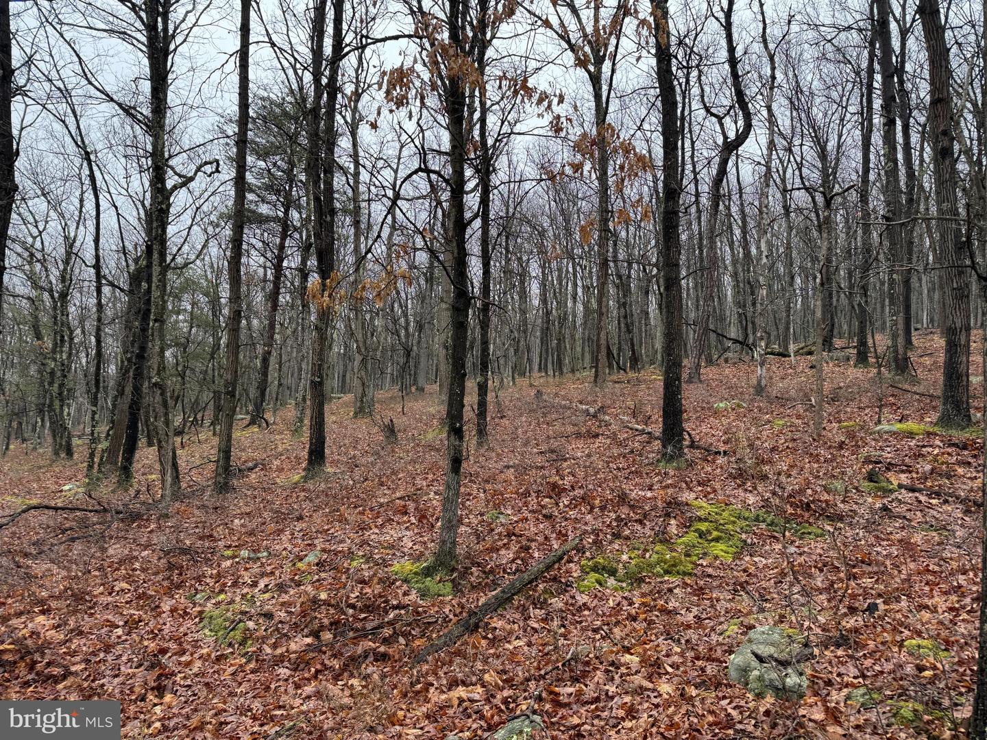 Tract 1: 191+- Acres Cooks Mill Rd Property Photo 66