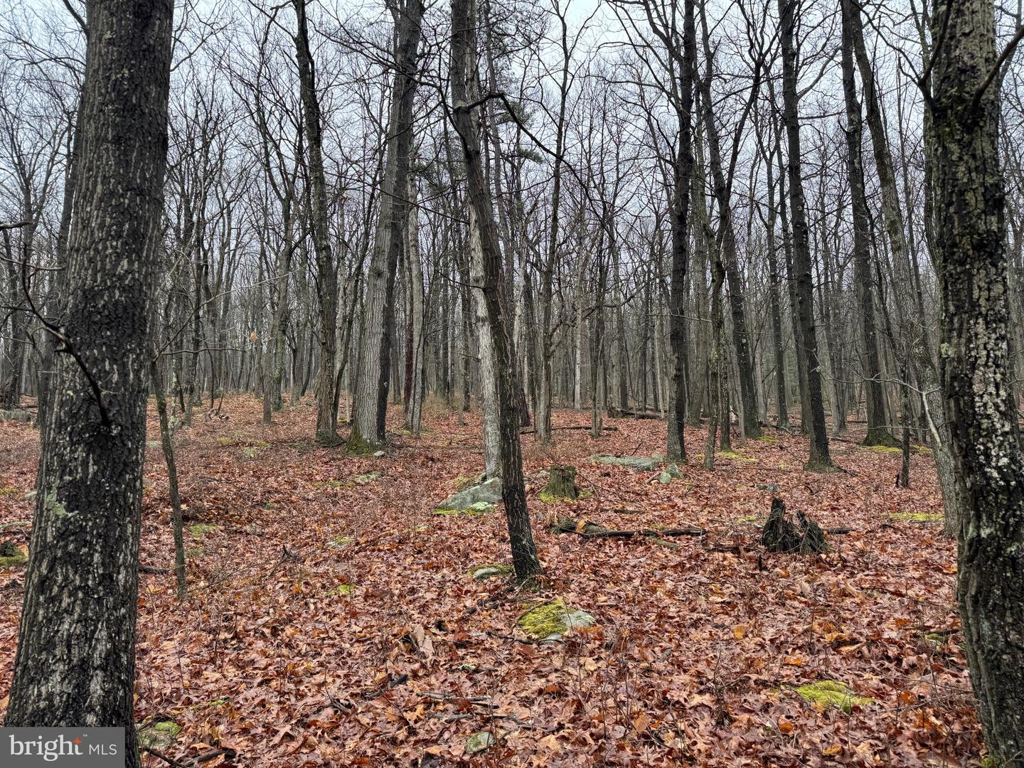 Tract 1: 191+- Acres Cooks Mill Rd Property Photo 67