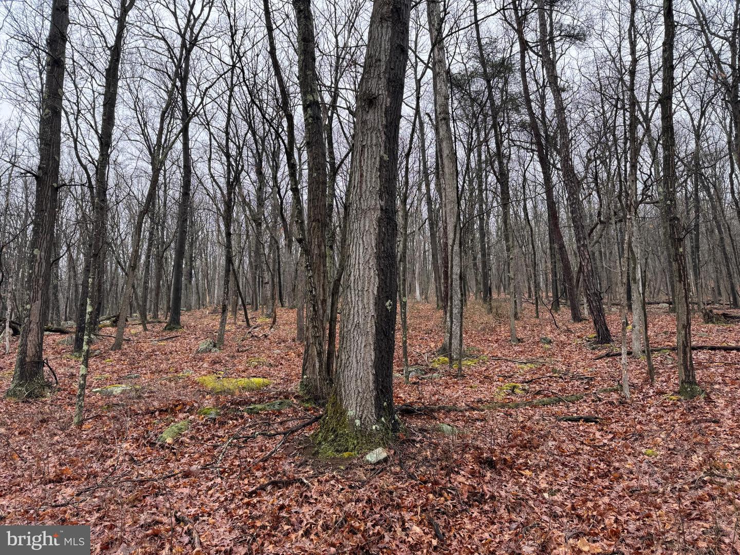 Tract 1: 191+- Acres Cooks Mill Rd Property Photo 68