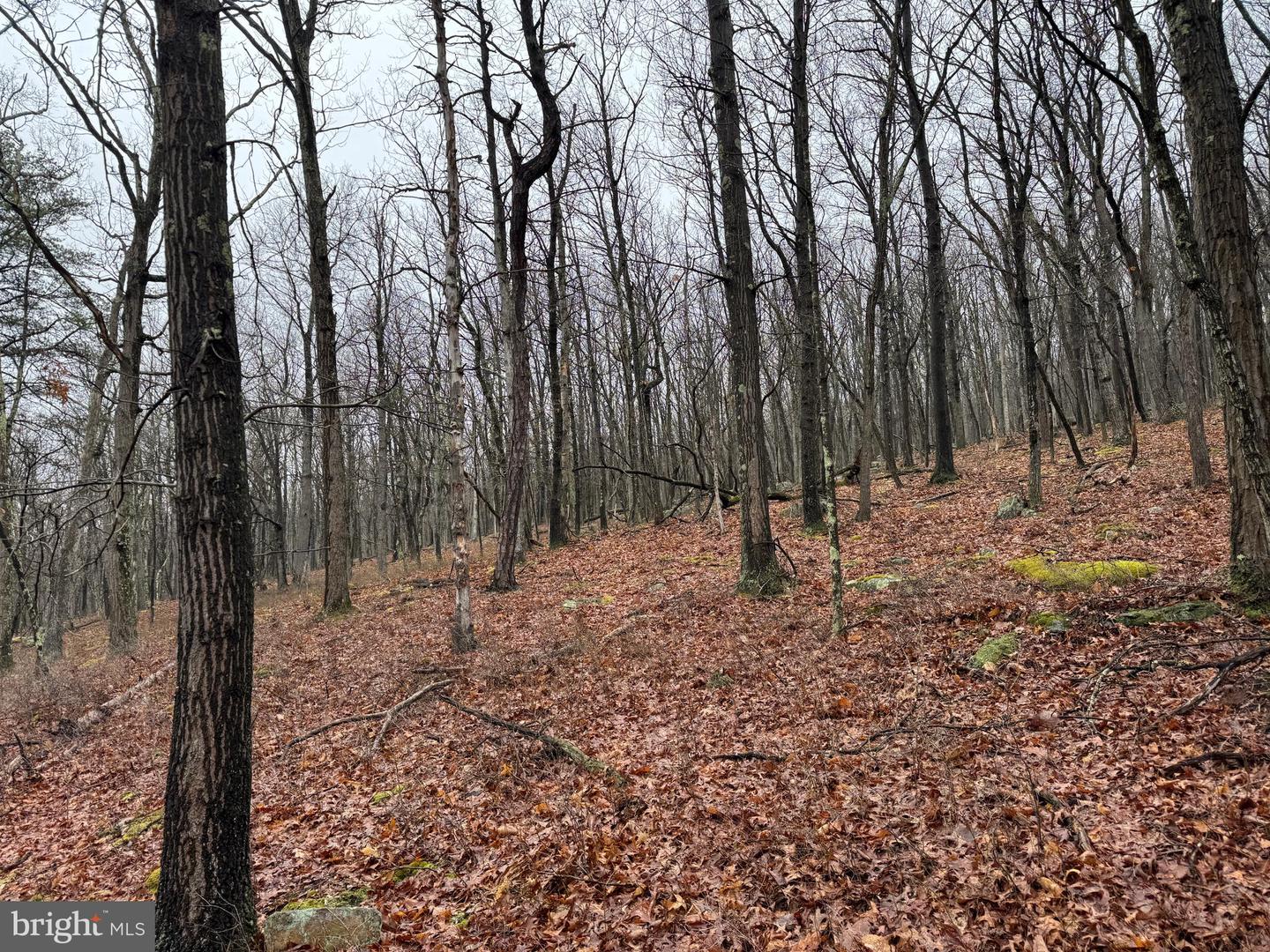 Tract 1: 191+- Acres Cooks Mill Rd Property Photo 69