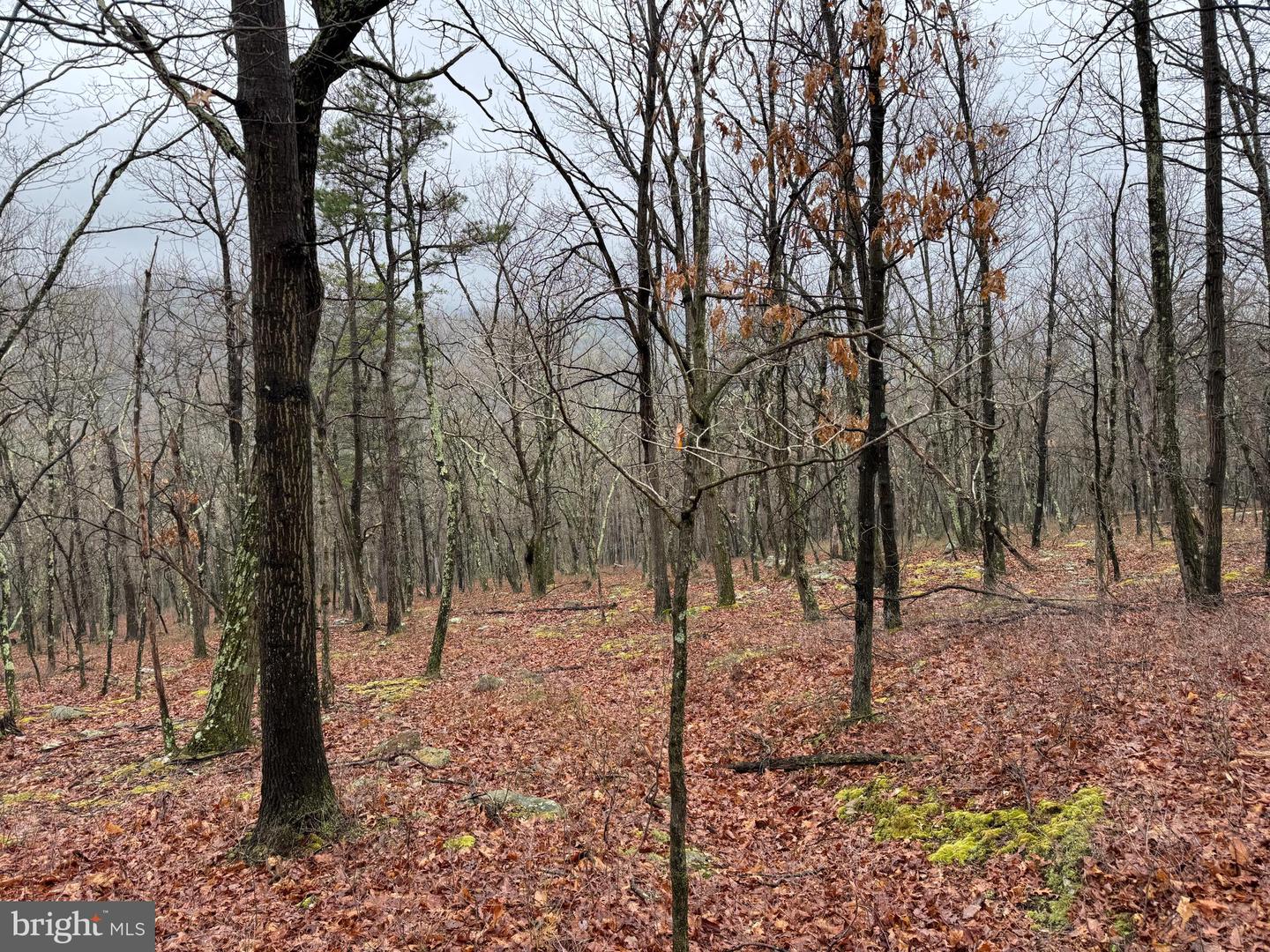 Tract 1: 191+- Acres Cooks Mill Rd Property Photo 70