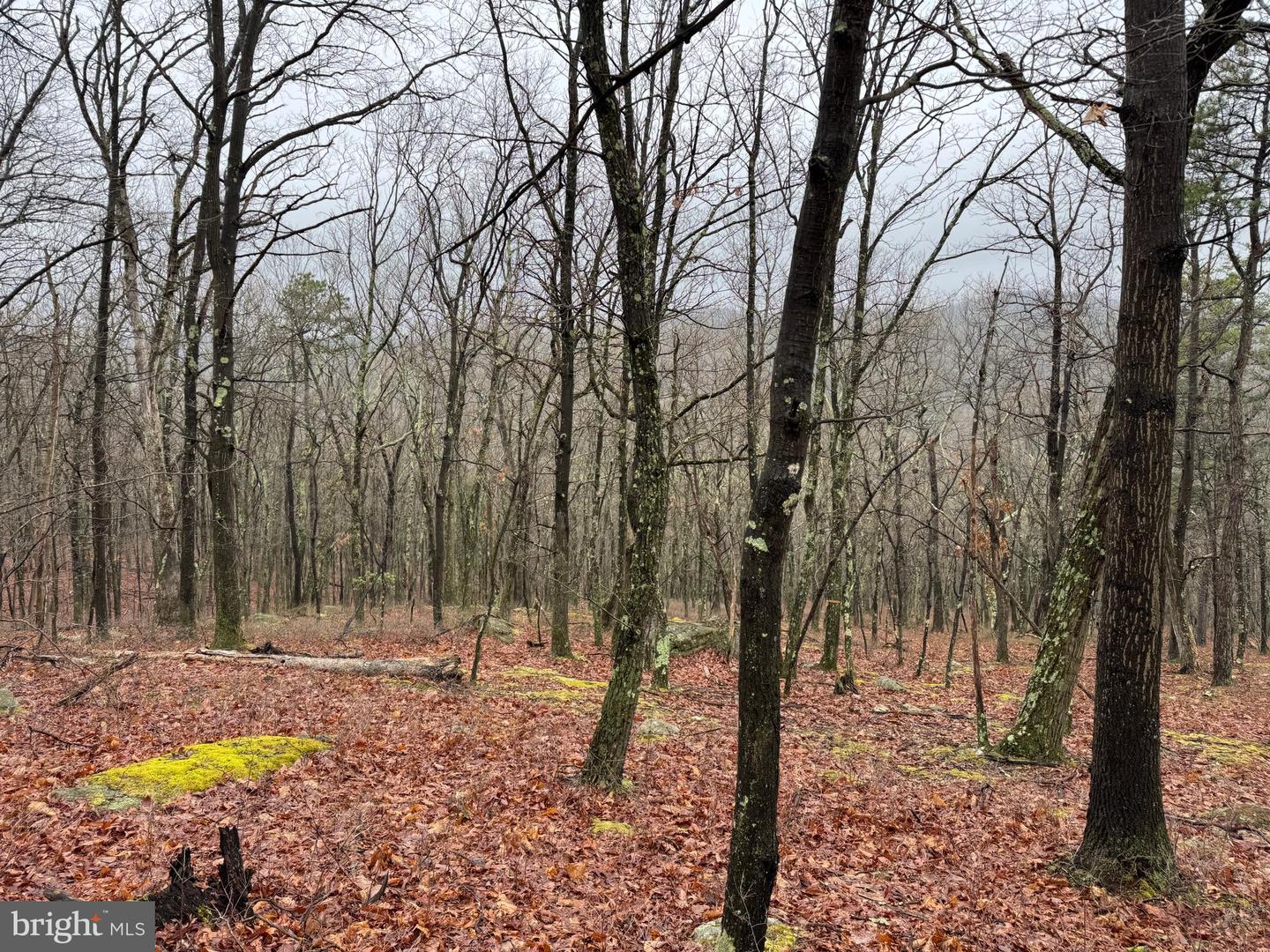 Tract 1: 191+- Acres Cooks Mill Rd Property Photo 71