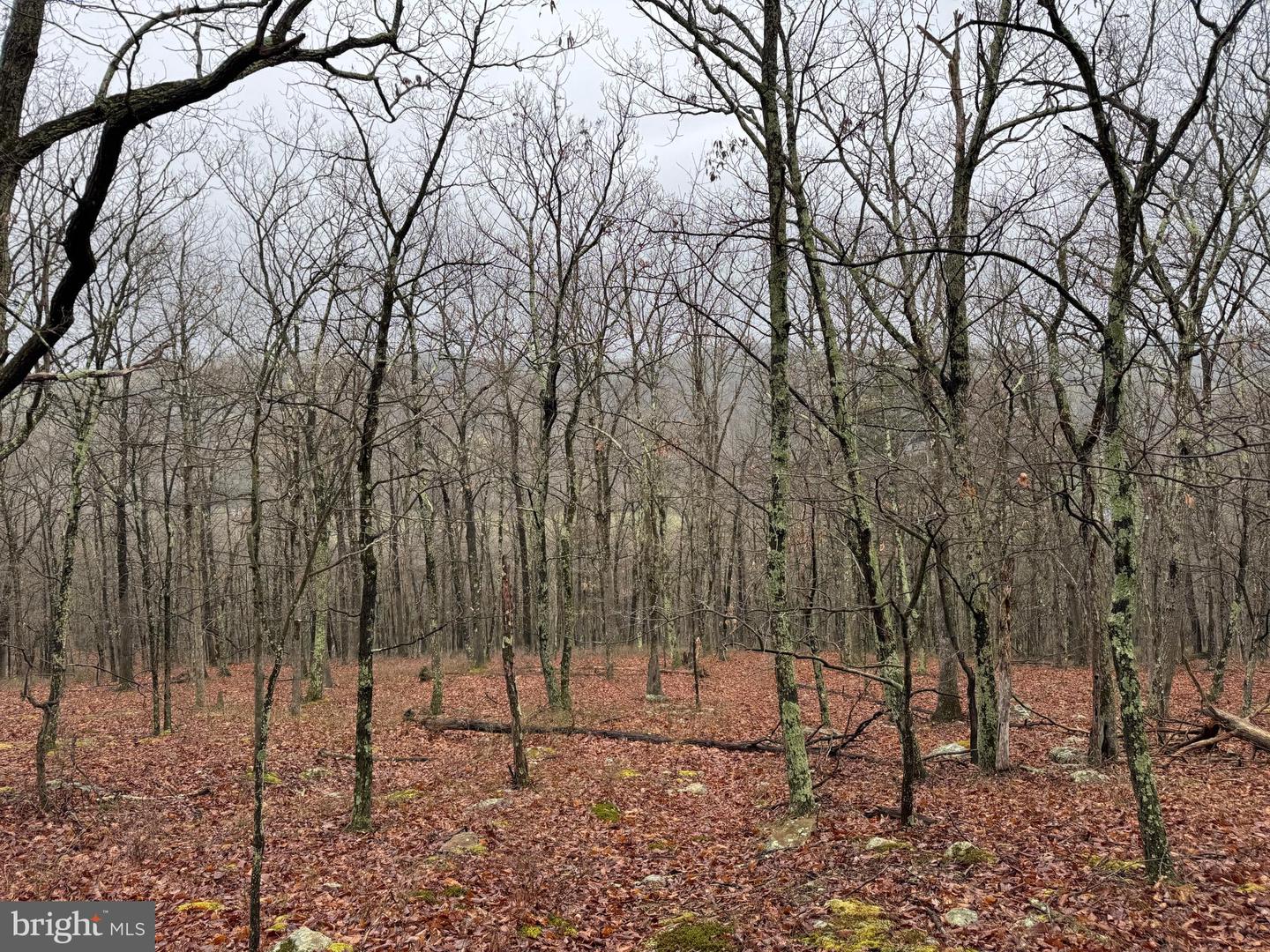 Tract 1: 191+- Acres Cooks Mill Rd Property Photo 72