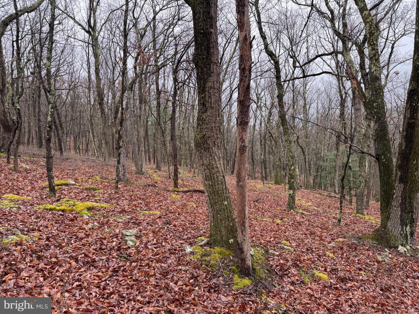 Tract 1: 191+- Acres Cooks Mill Rd Property Photo 73