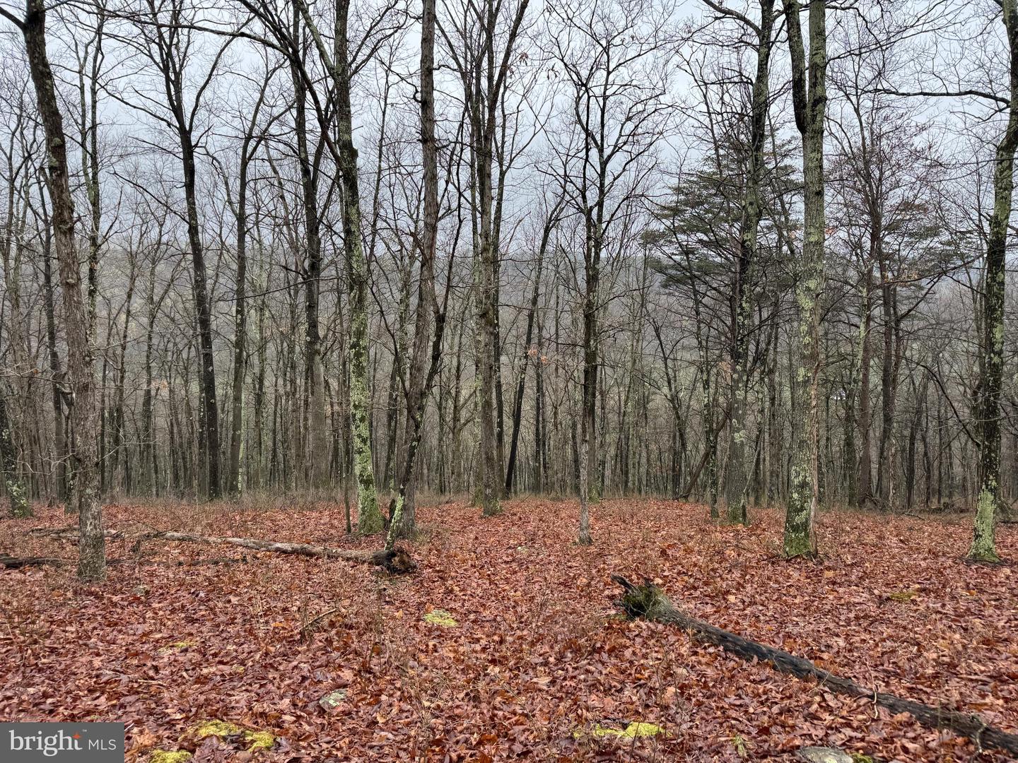 Tract 1: 191+- Acres Cooks Mill Rd Property Photo 74