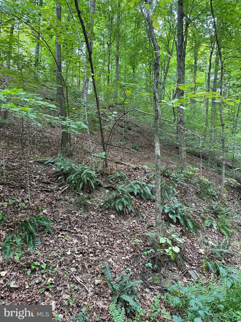 5.65 ACRES OFF REYNOLDSDALE RD