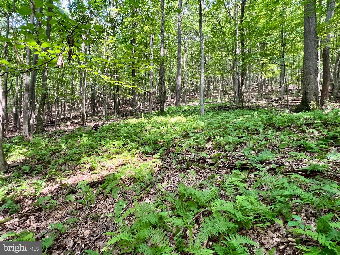00 Brumbaugh Cemetary Road Property Photo 11