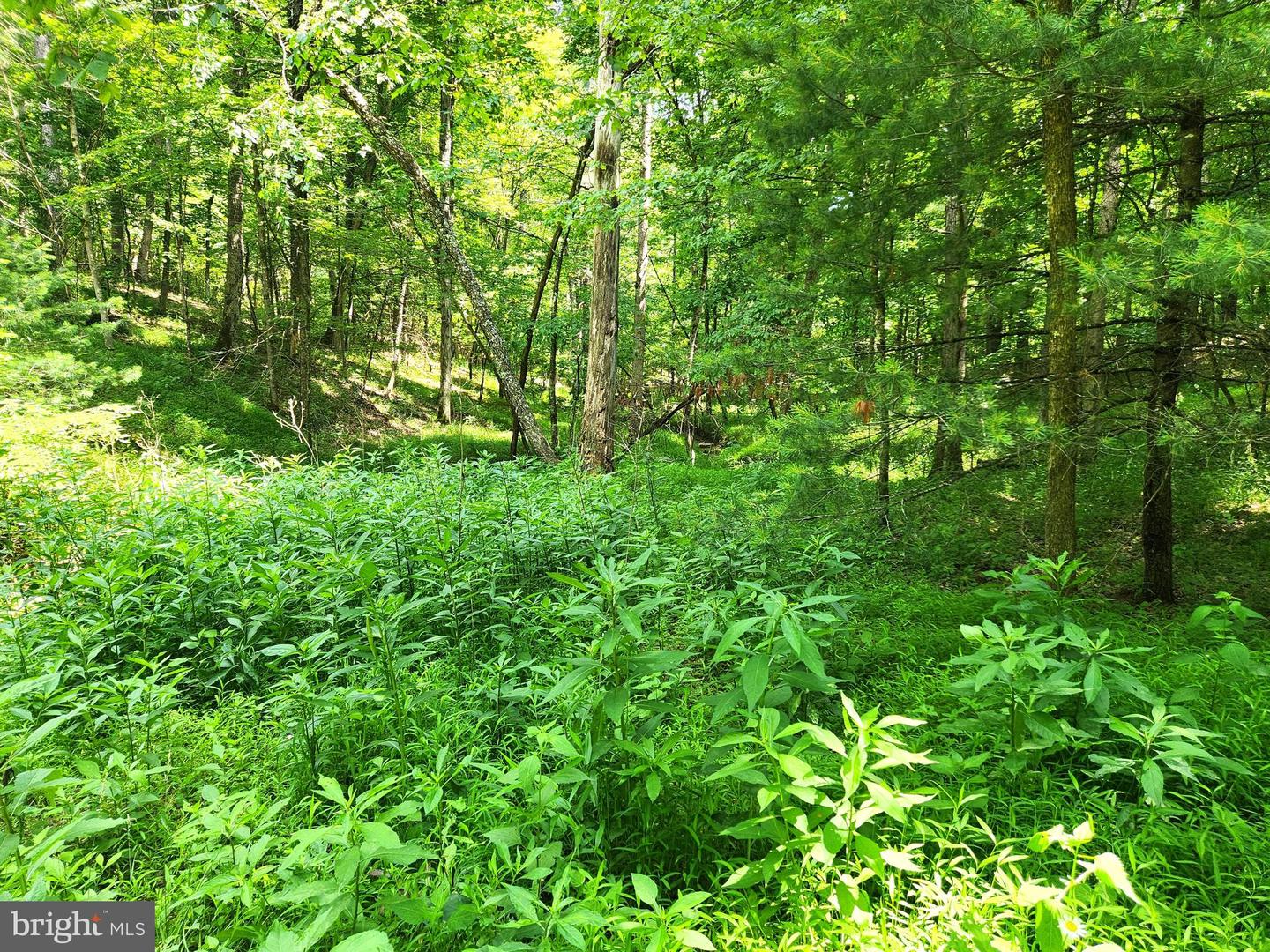 217 Lansing Rd Property Photo 23