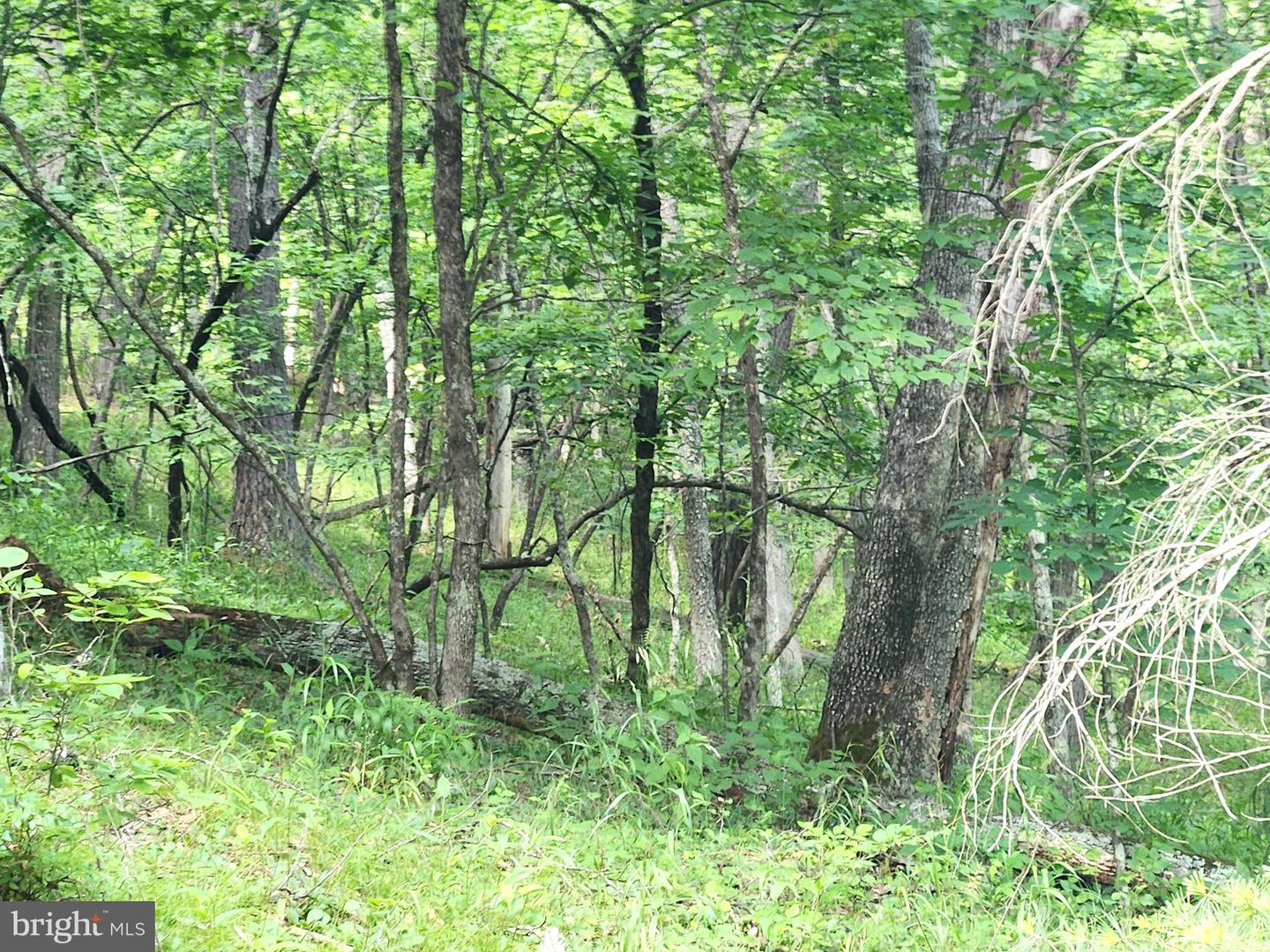 217 Lansing Rd Property Photo 27