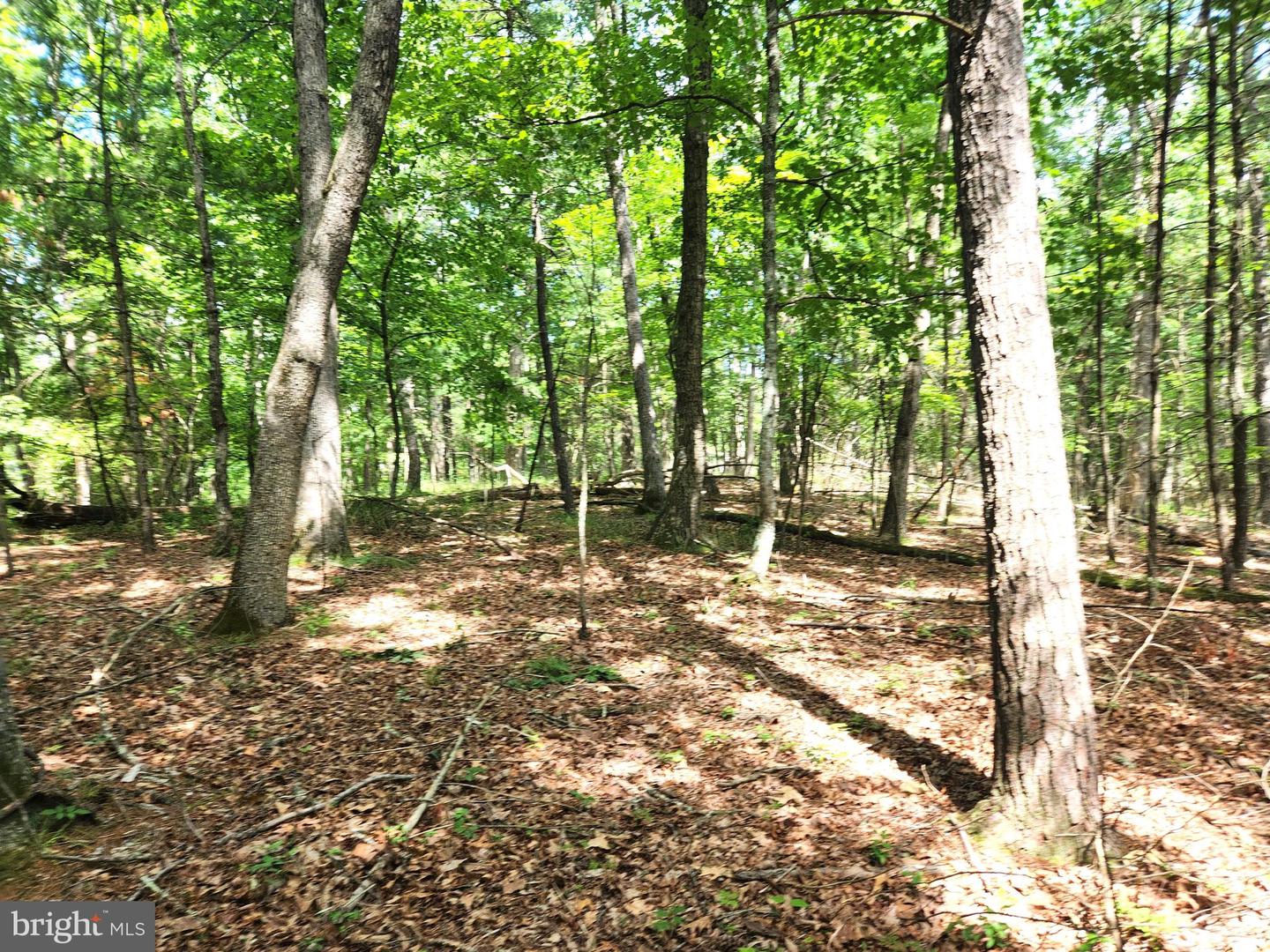 217 Lansing Rd Property Photo 37