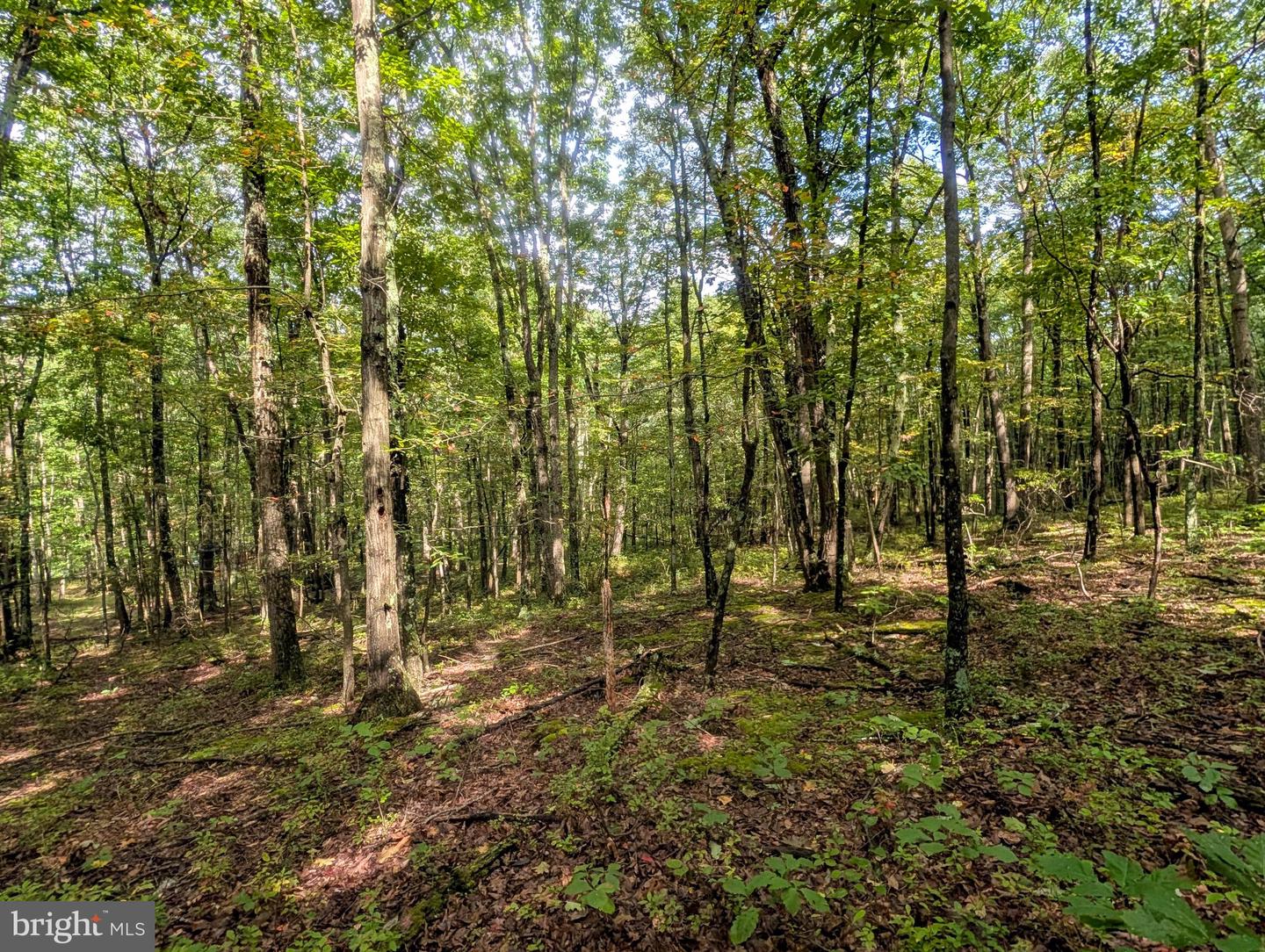 1616 Pine Ridge Rd Property Photo 13