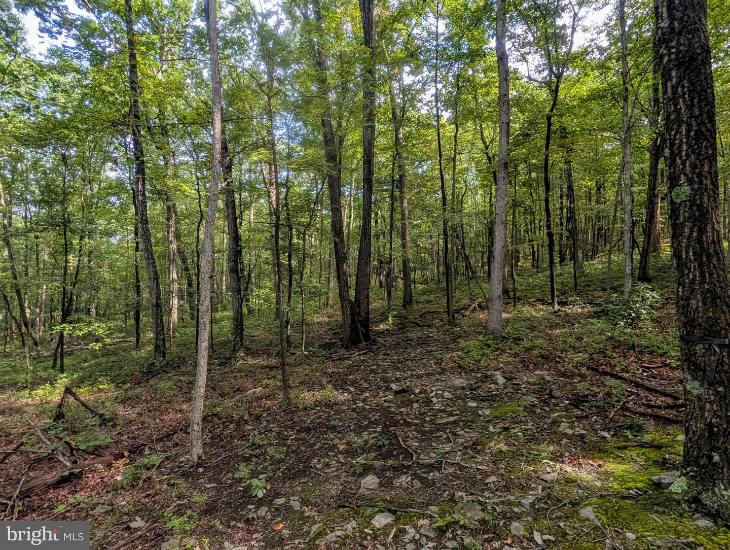 1616 Pine Ridge Rd Property Photo 15