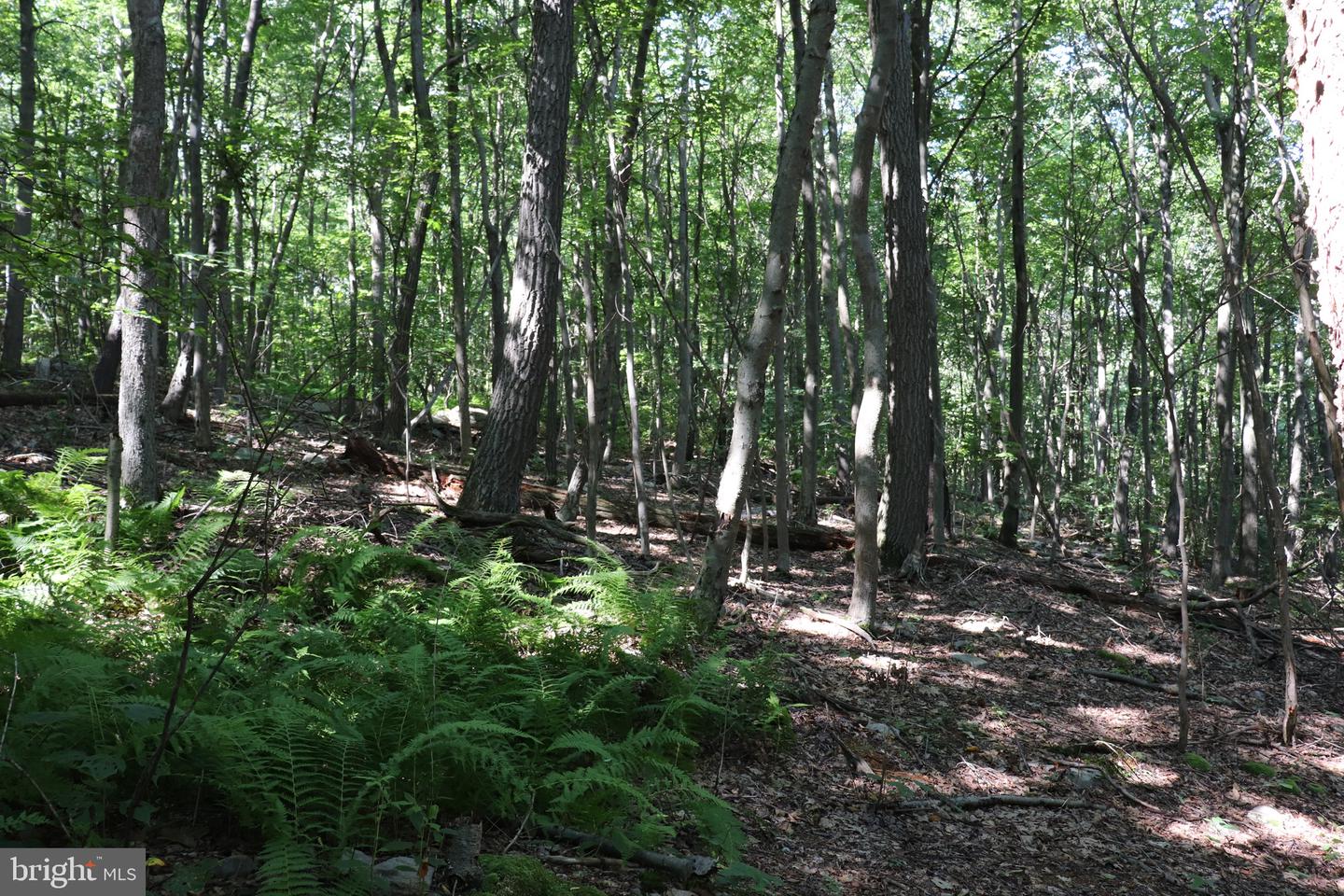 Lot 312 Ridge Run Property Photo 2