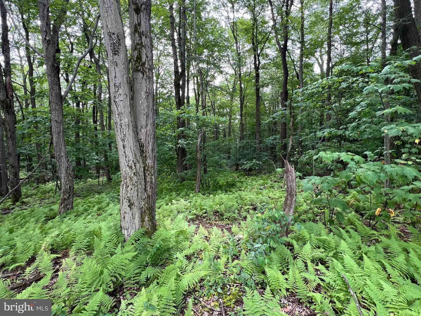 Lot 138 Bellows Way Road Property Photo 2