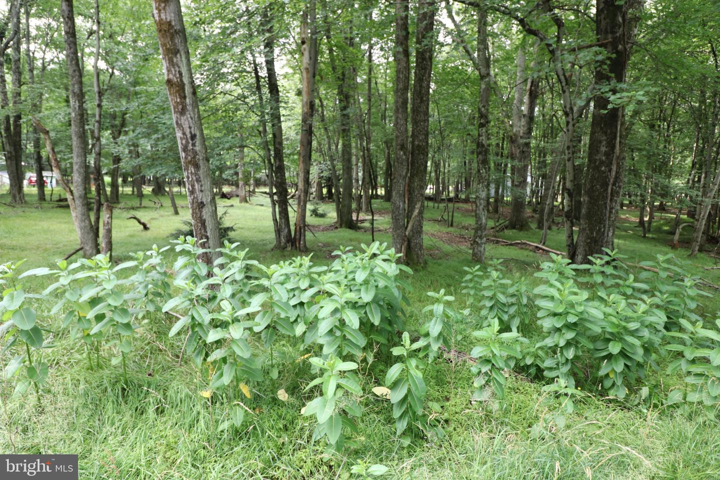 Long Brook Way & Woodland Rd Property Photo 4