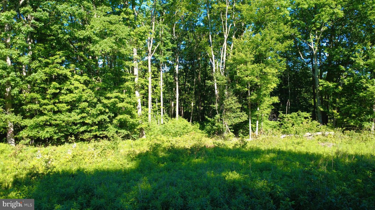 0 Maplewood Dr Property Photo 2