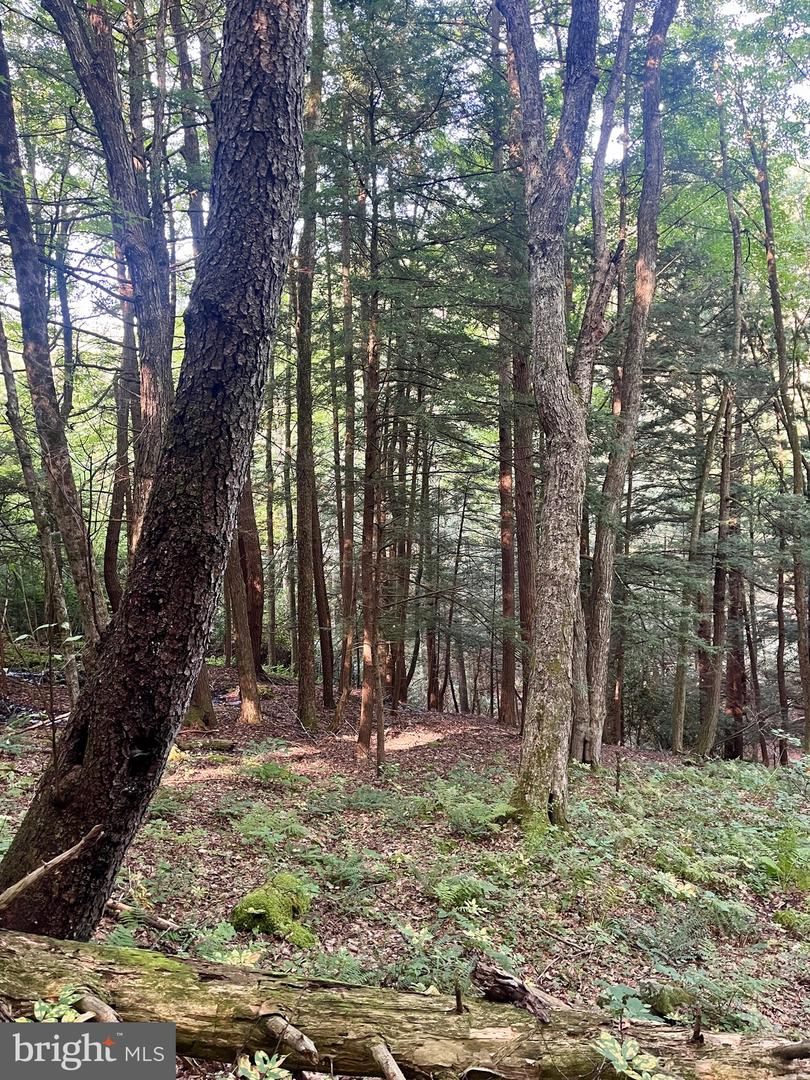 22 Beech Creek Mountain Rd Property Photo 10