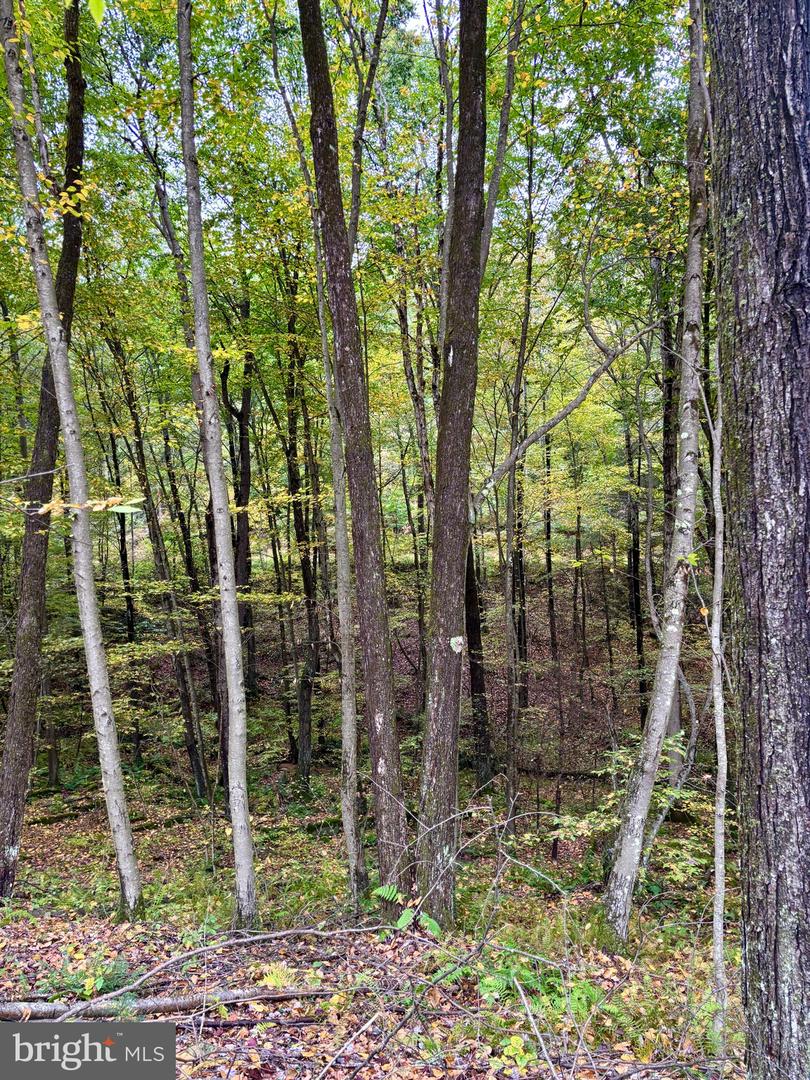 22 Beech Creek Mountain Rd Property Photo 16