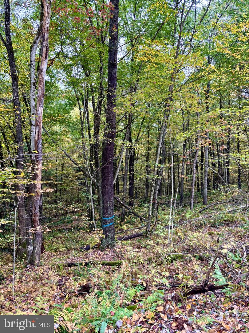 27 Beech Creek Mountain Rd Property Photo 3