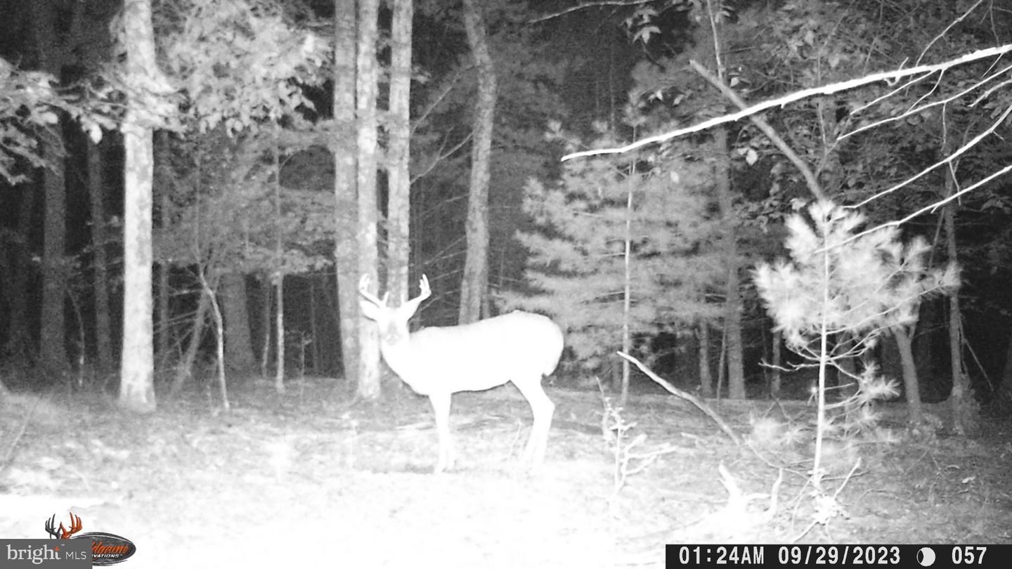 150 Bumble Bee Ln Property Photo 103