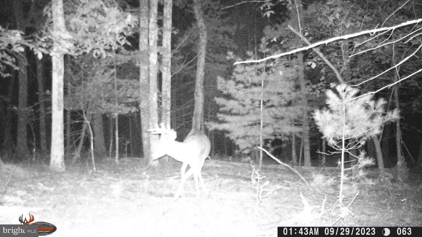 150 Bumble Bee Ln Property Photo 105