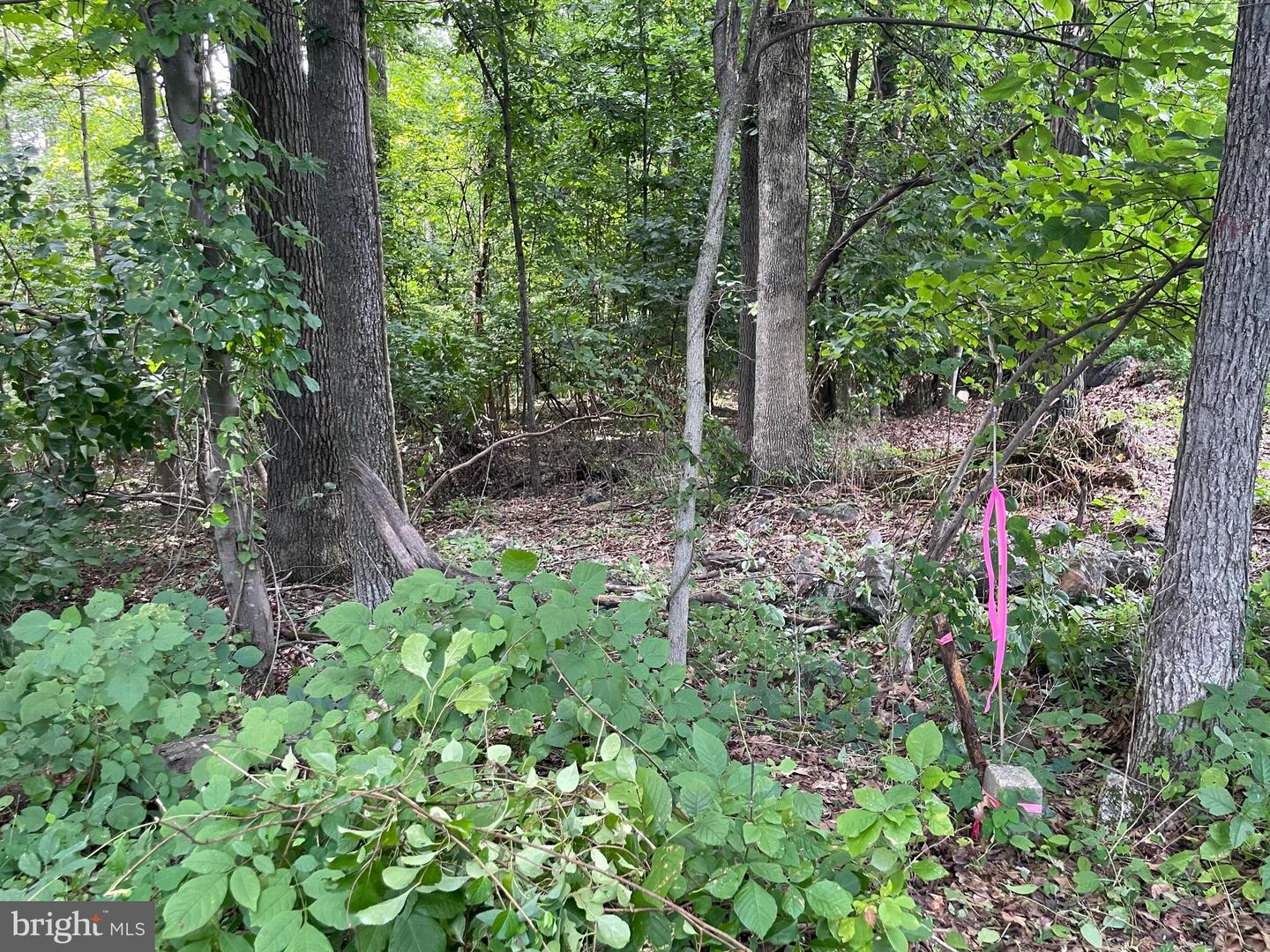 327 Hibernia Rd. Property Photo 5
