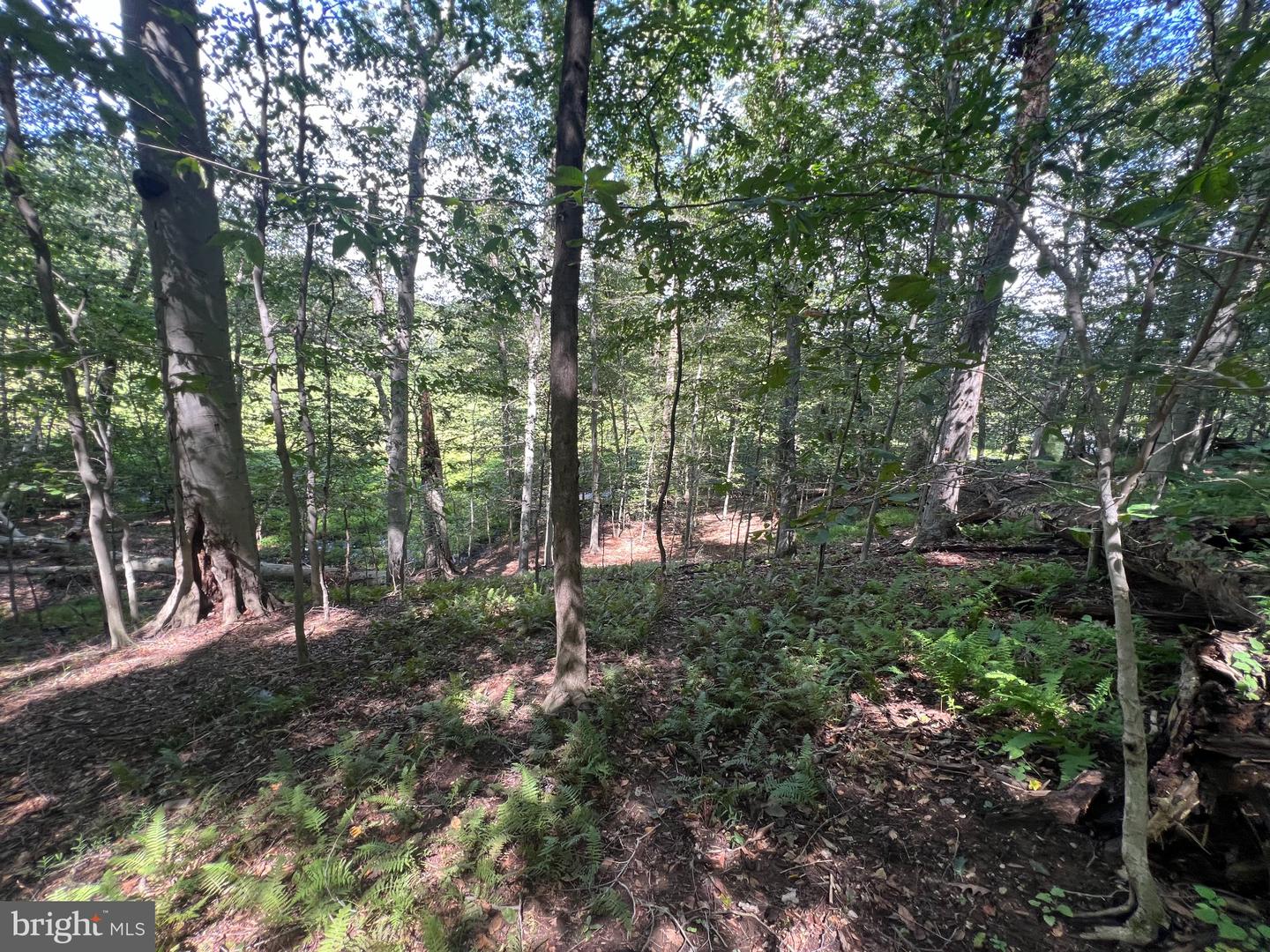 217 Bucktoe Rd Property Photo 43