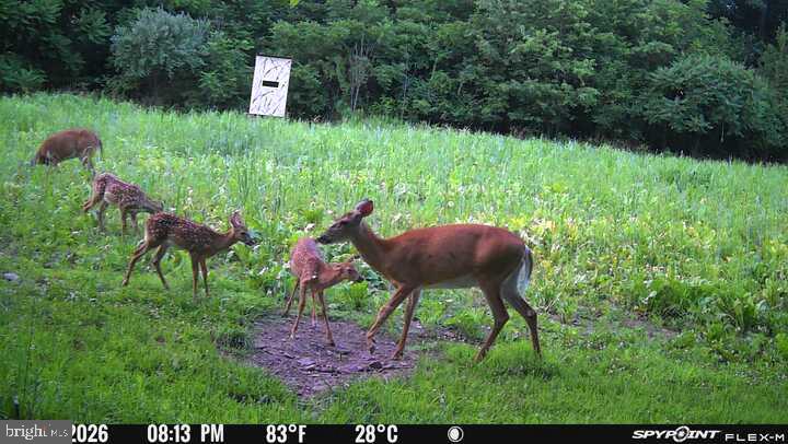 542 Honeymoon Trail Rd Property Photo 77