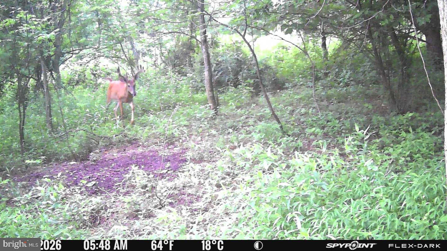 542 Honeymoon Trail Rd Property Photo 78