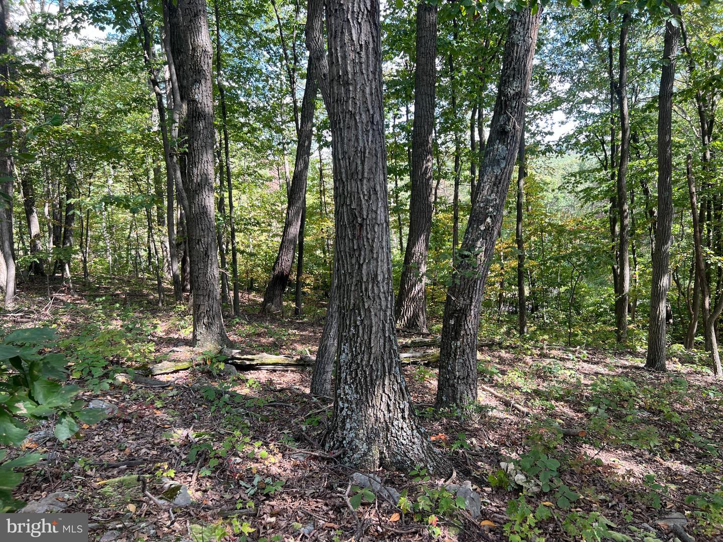 Lot 31 Woodlawn Drive Property Photo 4