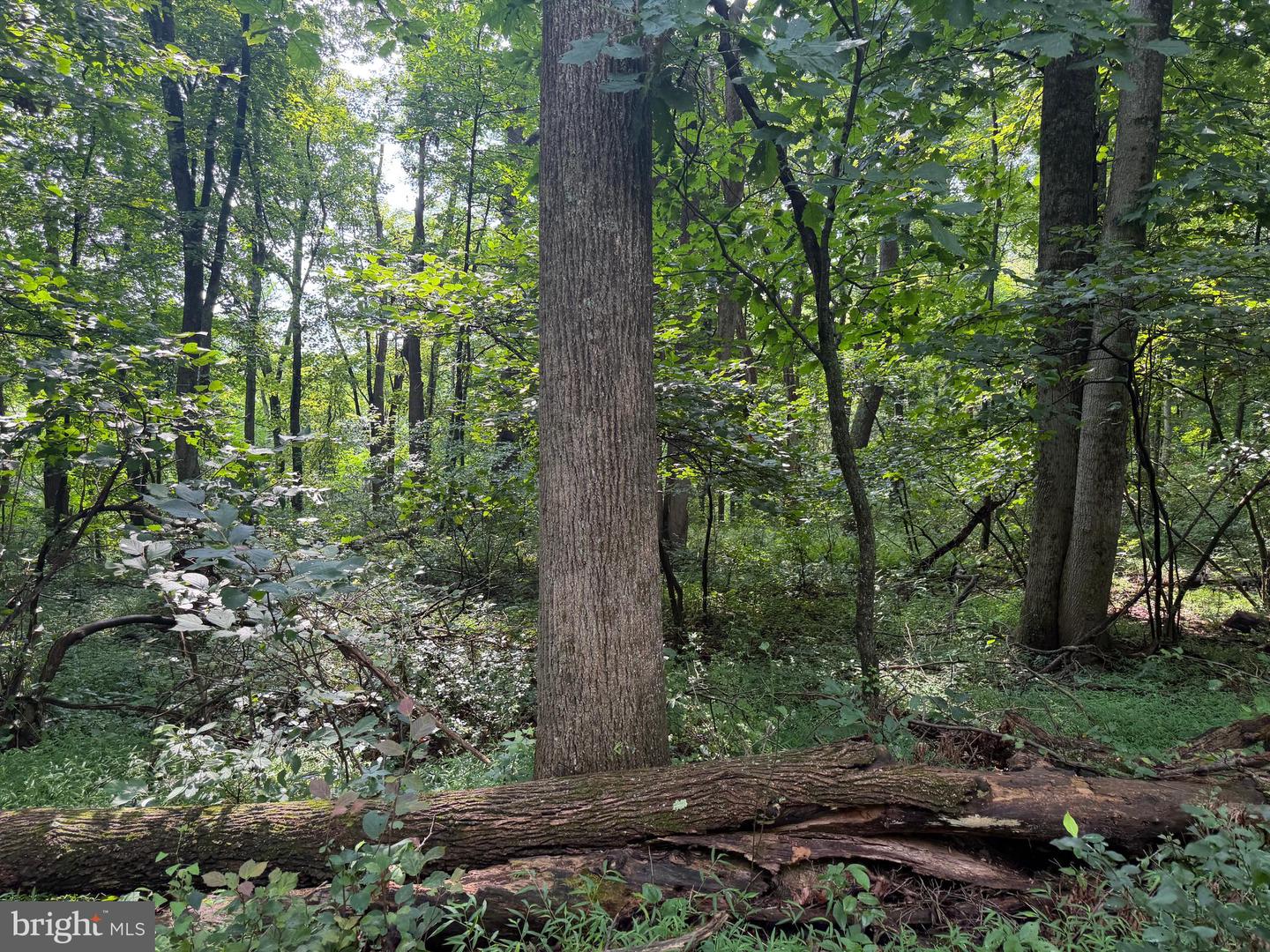 107+/- Acres Schenck Rd Property Photo 20