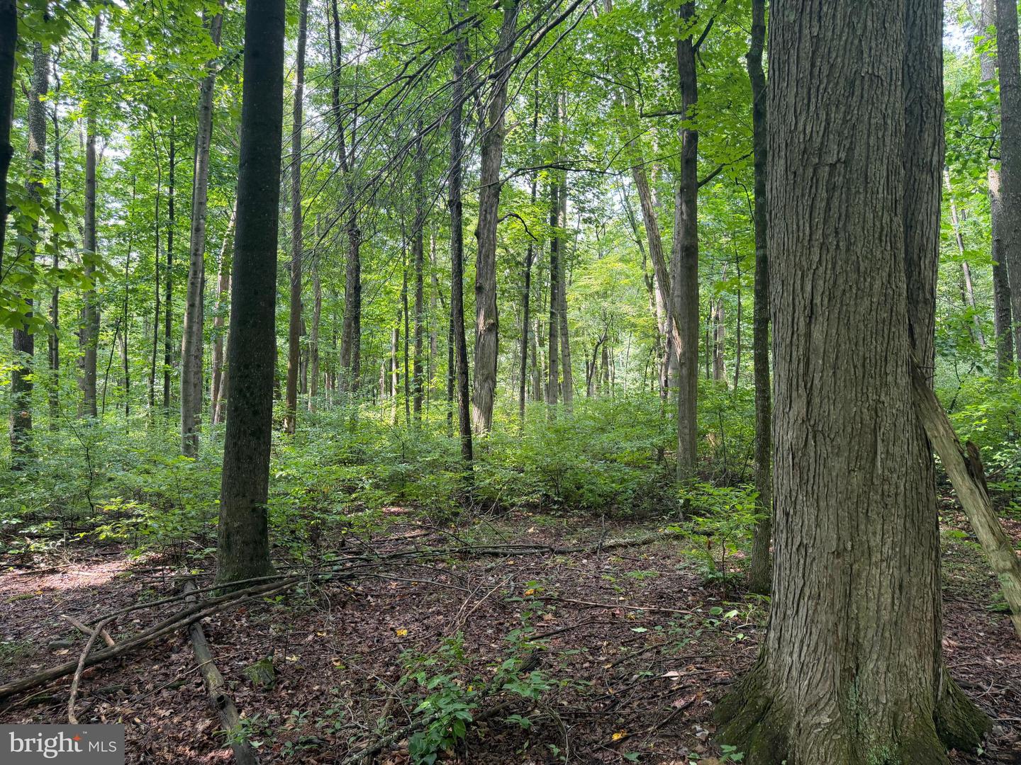 107+/- Acres Schenck Rd Property Photo 21