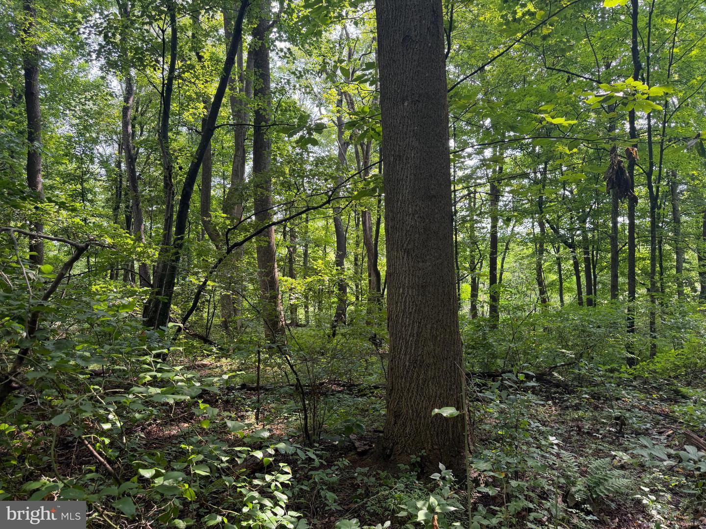 107+/- Acres Schenck Rd Property Photo 22