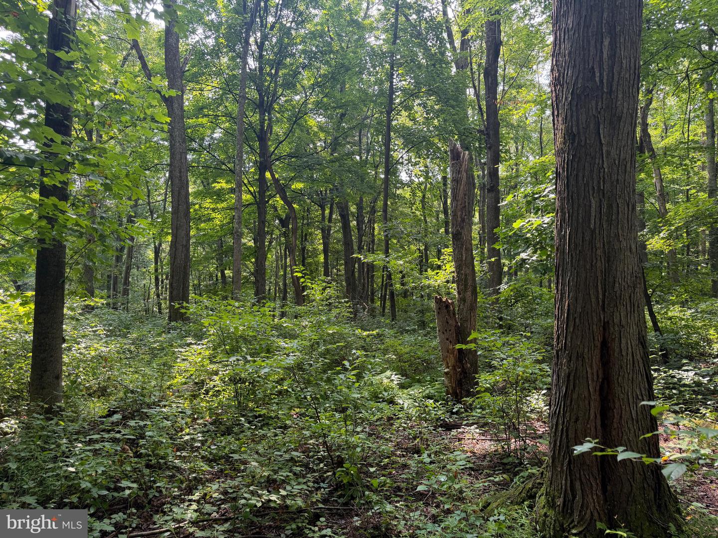 107+/- Acres Schenck Rd Property Photo 23