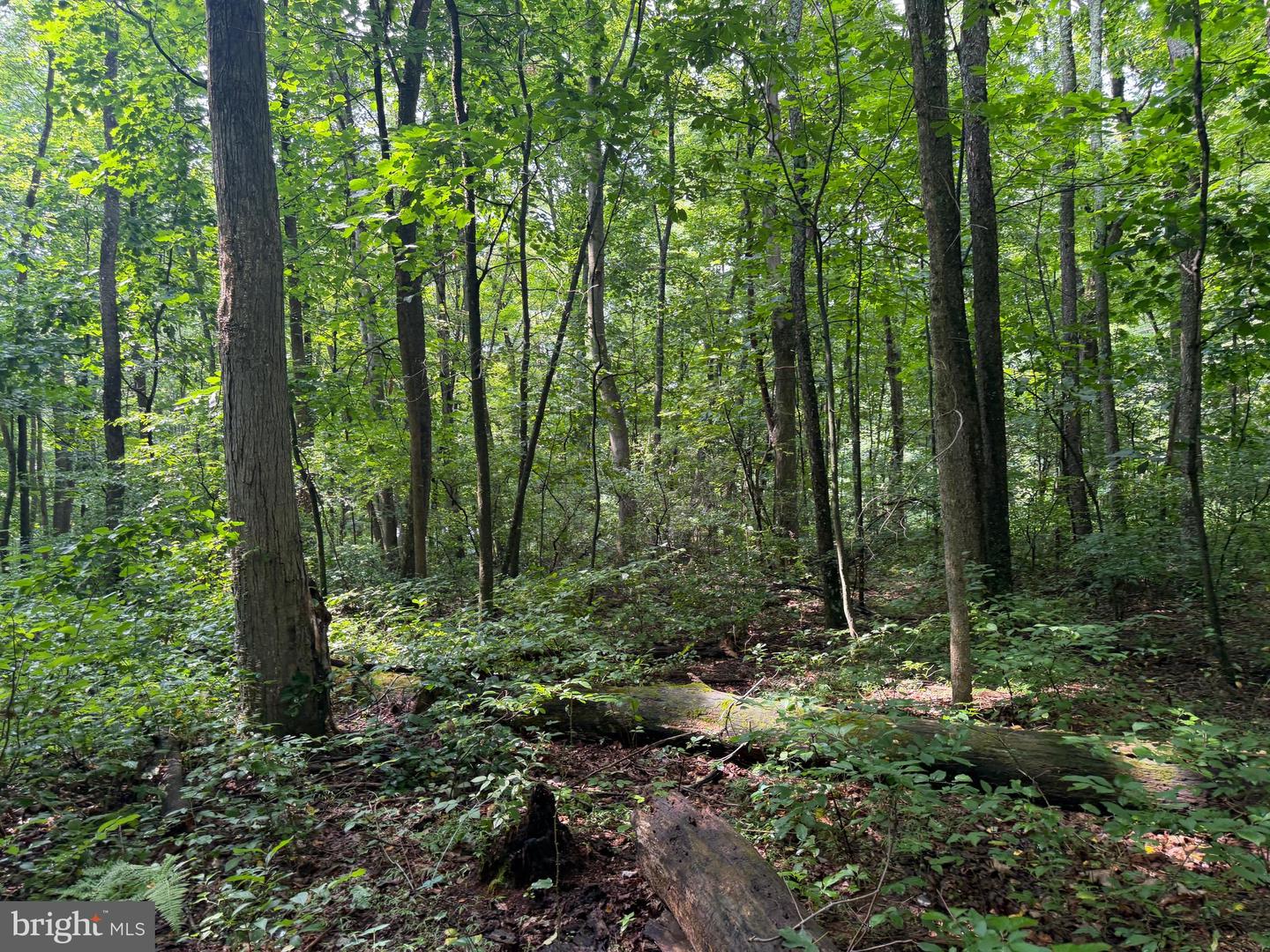 107+/- Acres Schenck Rd Property Photo 24