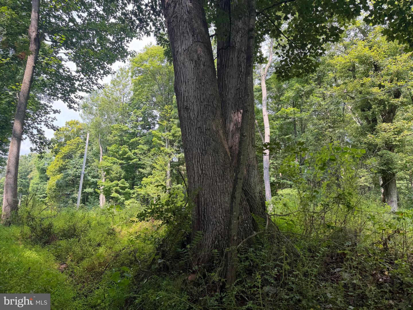 107+/- Acres Schenck Rd Property Photo 25