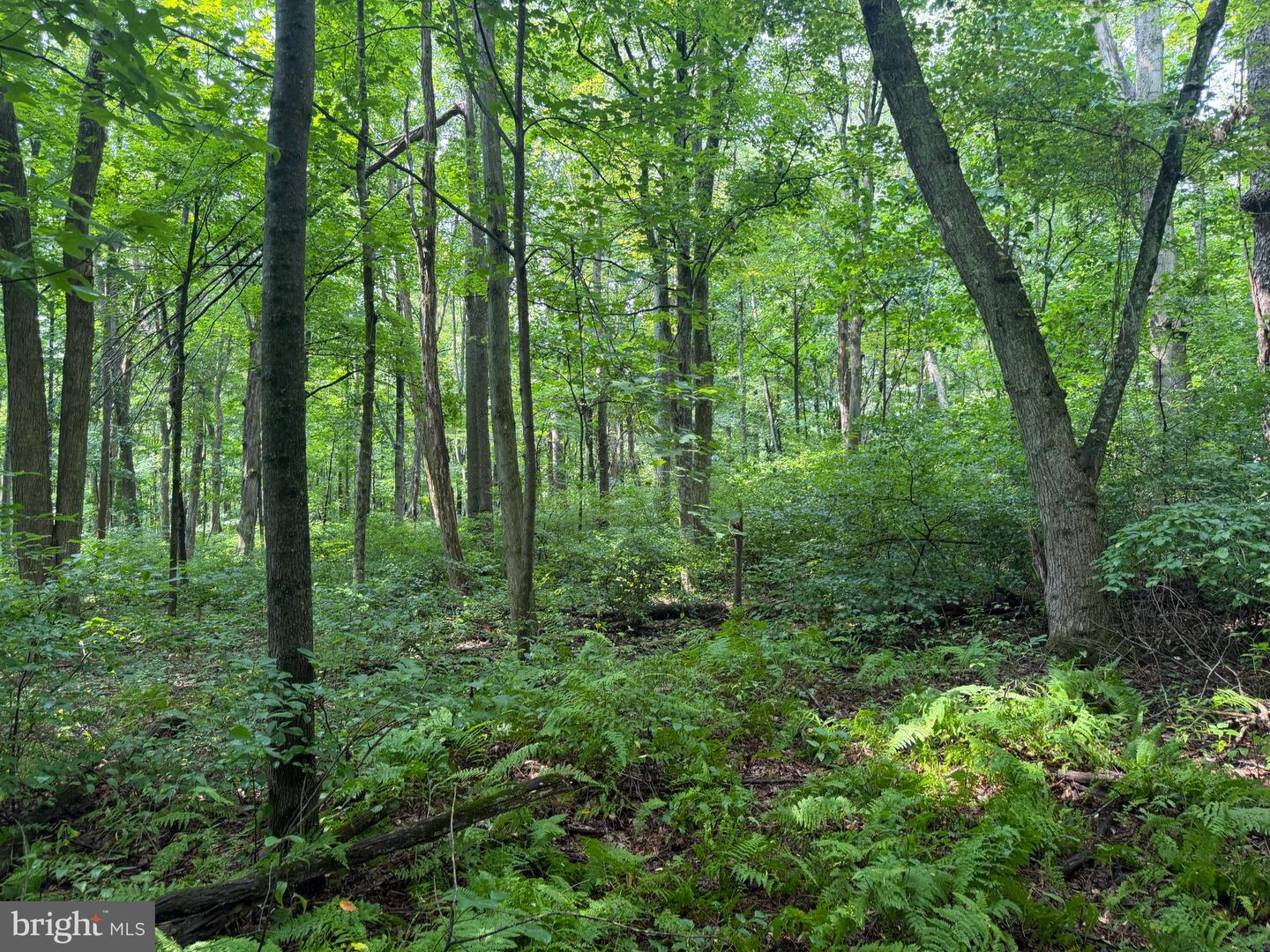 107+/- Acres Schenck Rd Property Photo 27