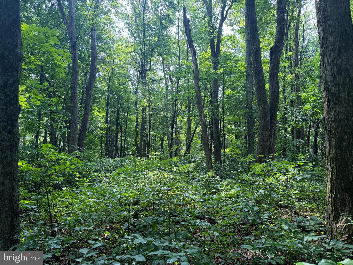 107+/- Acres Schenck Rd Property Photo 28
