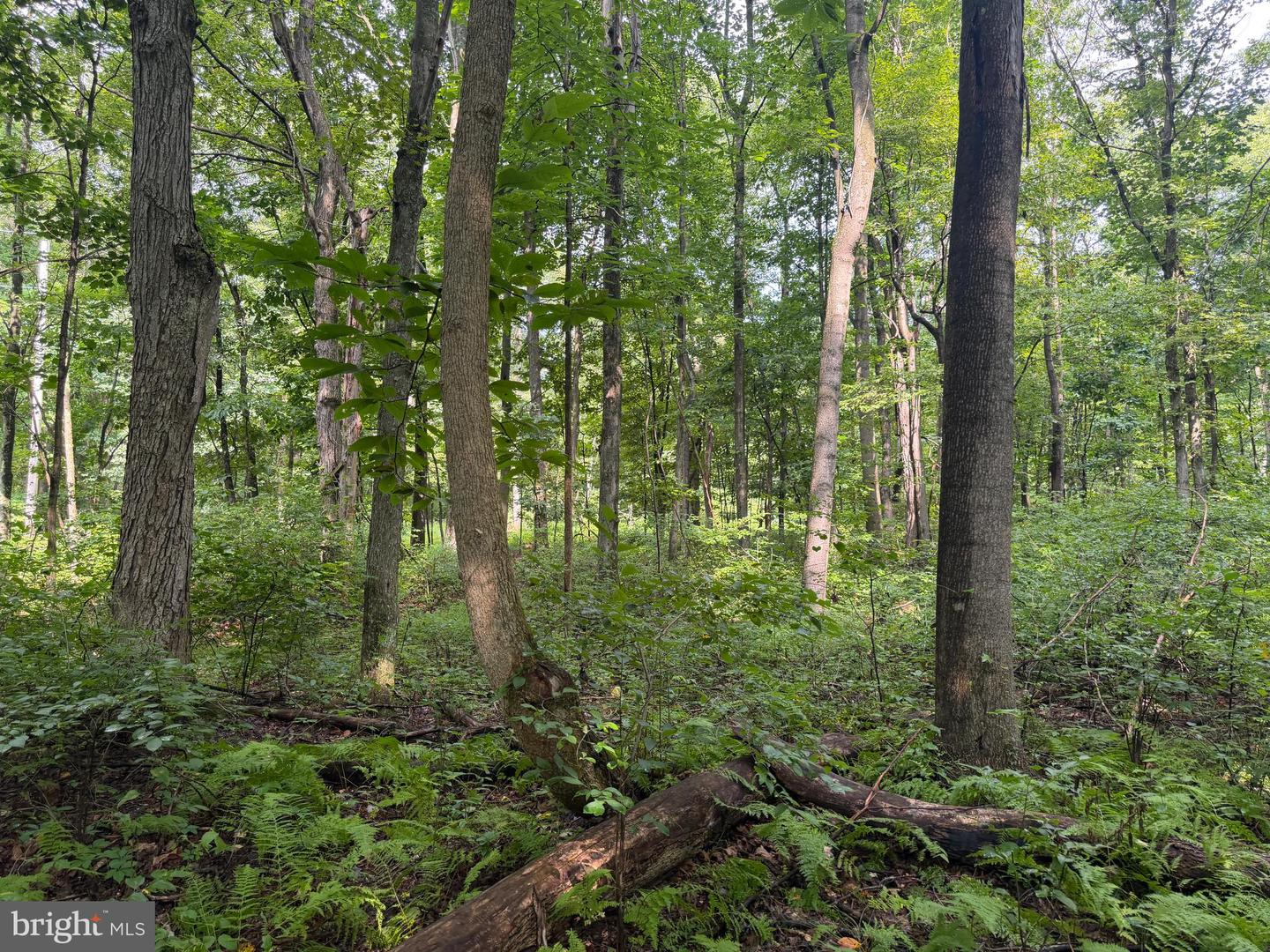 107+/- Acres Schenck Rd Property Photo 29