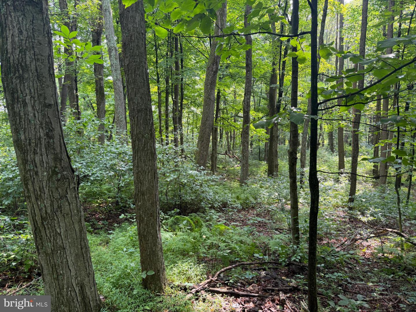 107+/- Acres Schenck Rd Property Photo 30