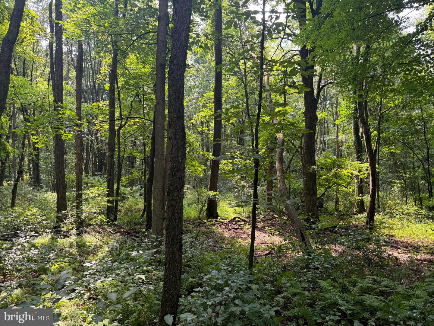 107+/- Acres Schenck Rd Property Photo 31