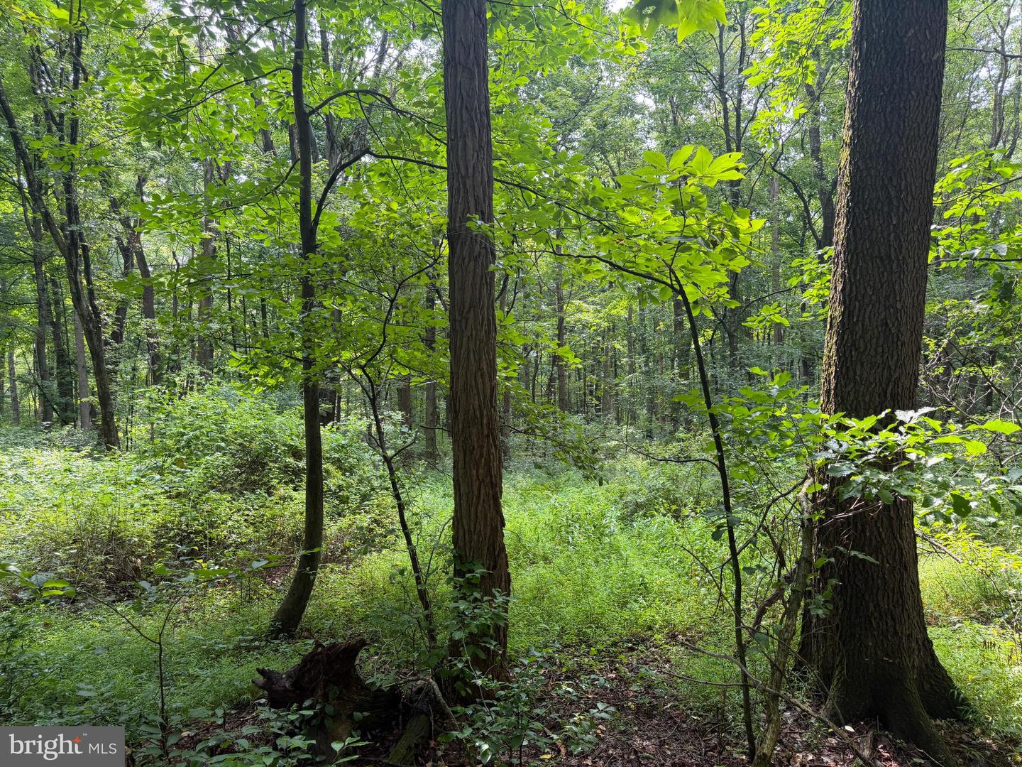 107+/- Acres Schenck Rd Property Photo 32