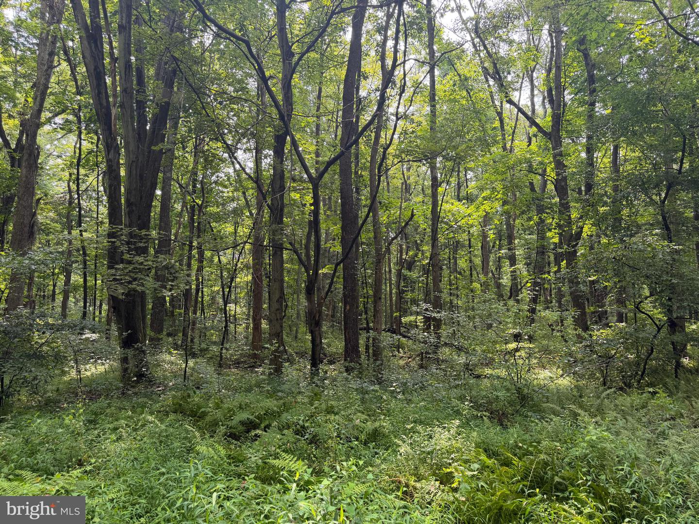 107+/- Acres Schenck Rd Property Photo 33