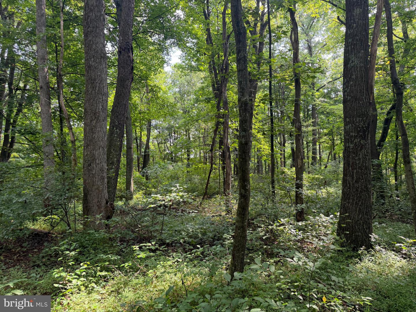 107+/- Acres Schenck Rd Property Photo 34