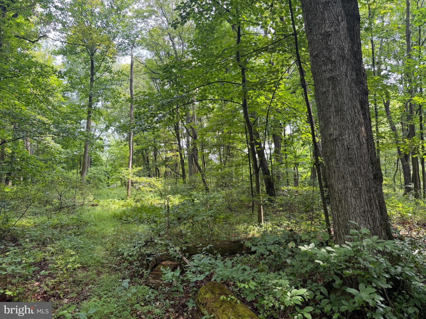 107+/- Acres Schenck Rd Property Photo 35