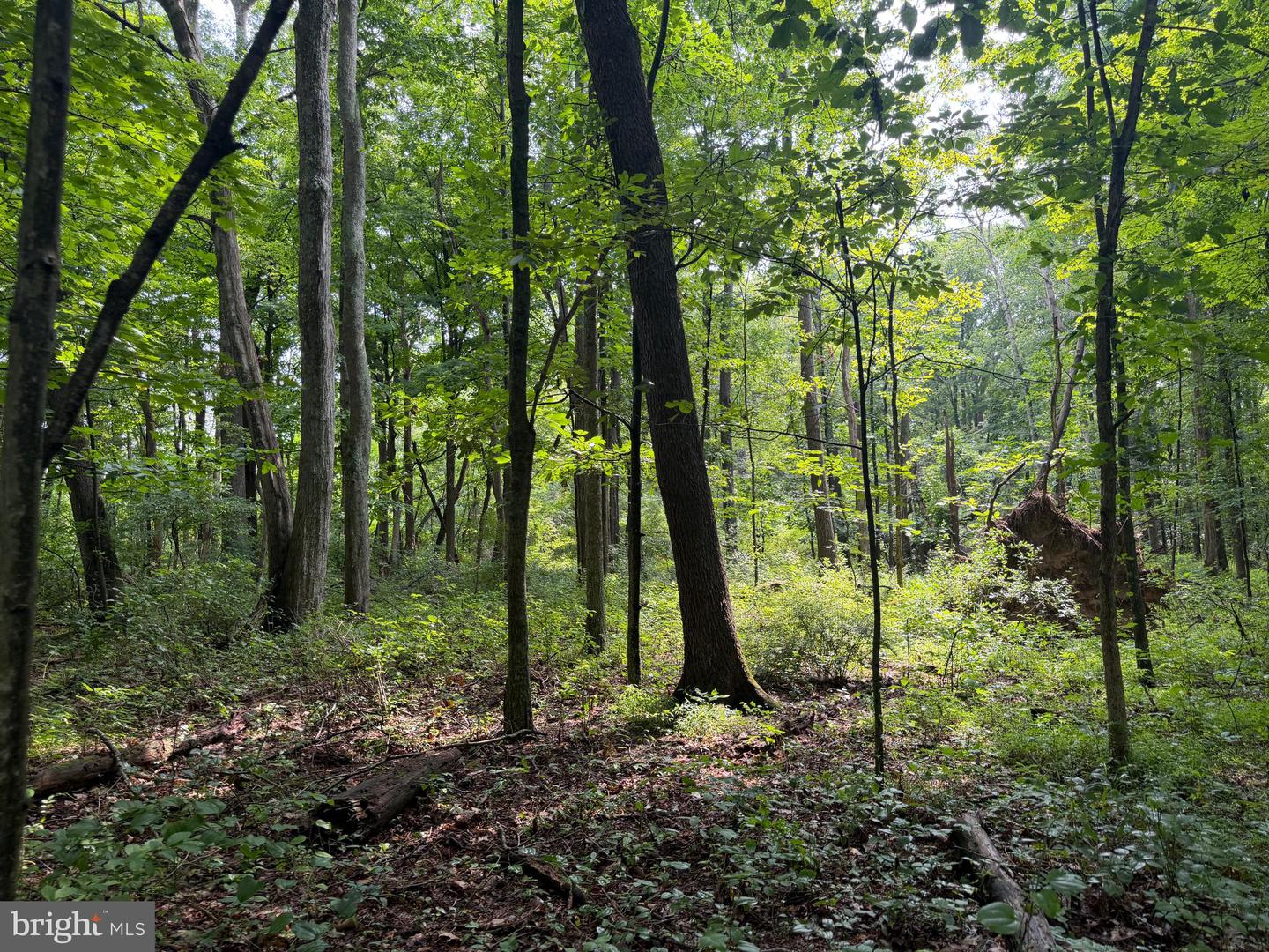 107+/- Acres Schenck Rd Property Photo 36
